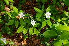 Anemone trifolia 06
