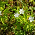 Anemone trifolia 14