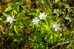 Anemone trifolia 14