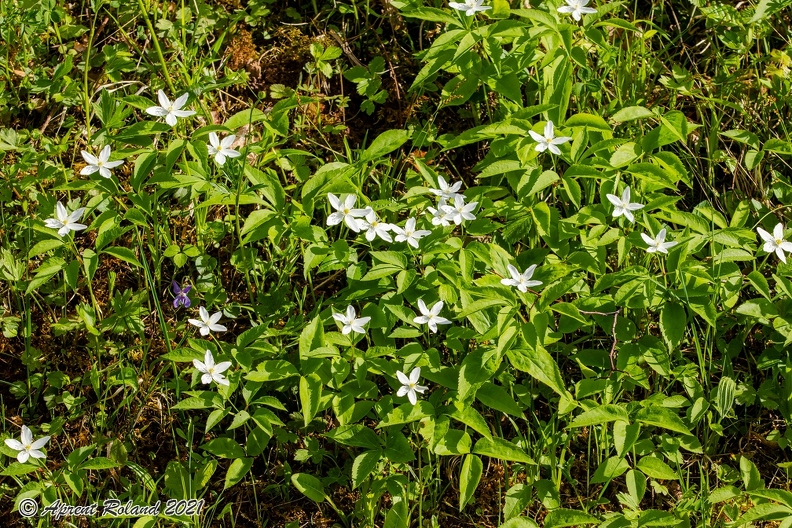 Anemone trifolia 16
