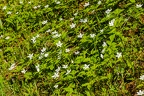 Anemone trifolia 17