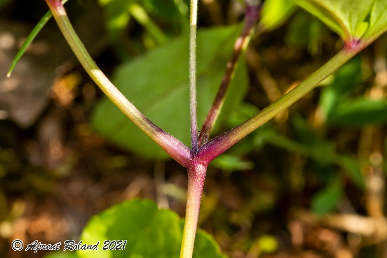Anemone trifolia 18
