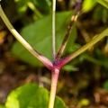 Anemone trifolia 18