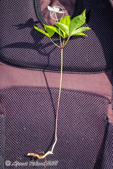 Anemone trifolia 20