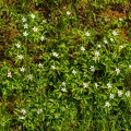 Anemone trifolia 21