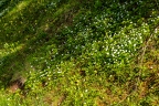 Anemone trifolia 22