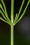 Equisetum arvense  4