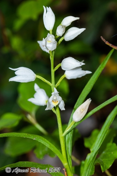Cephalanthera longifolia 01