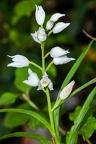 Cephalanthera longifolia 01