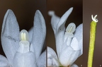 Cephalanthera longifolia 02