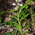 Cephalanthera longifolia 03