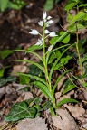 Cephalanthera longifolia 03