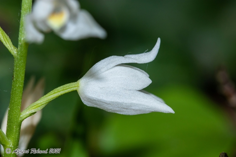 Cephalanthera longifolia 04
