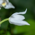 Cephalanthera longifolia 04