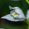 Cephalanthera longifolia 05