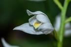 Cephalanthera longifolia 05