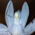 Cephalanthera longifolia 06