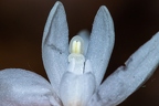 Cephalanthera longifolia 06