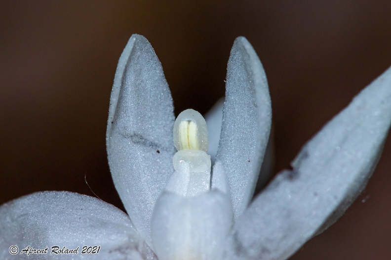 Cephalanthera longifolia 07