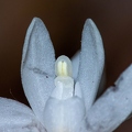 Cephalanthera longifolia 07