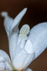 Cephalanthera longifolia 08