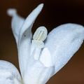 Cephalanthera longifolia 09