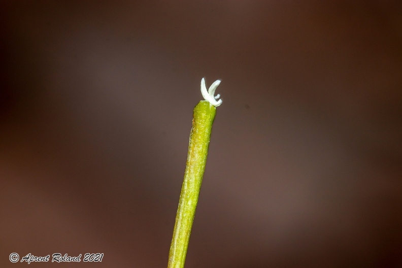 Cephalanthera longifolia 10