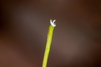 Cephalanthera longifolia 10