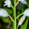 Cephalanthera longifolia 12