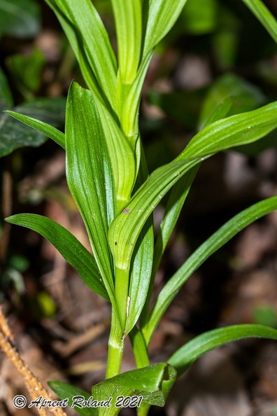Cephalanthera longifolia 13