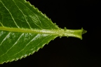 Salix pentandra 06