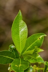 Salix pentandra 13