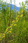Salix pentandra 15