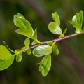 Salix pentandra 19