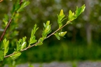 Salix pentandra 20
