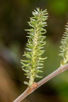 Salix daphnoides 01
