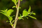 Salix daphnoides 03