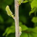 Salix daphnoides 06