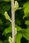 Salix daphnoides 06