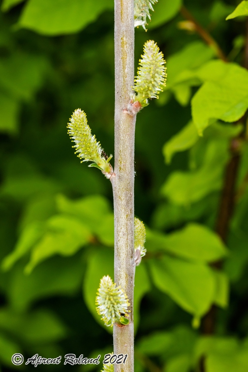 Salix daphnoides 07