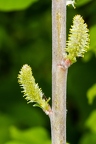 Salix daphnoides 08