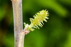 Salix daphnoides 09