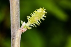Salix daphnoides 10