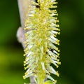 Salix daphnoides 11