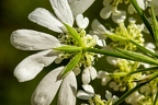 Orlaya grandiflora 03