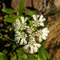 Orlaya grandiflora 11