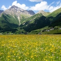 Extensive Wiese Tiefland Pustertal Südtirol 1