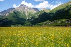 Extensive Wiese Tiefland Pustertal Südtirol 1