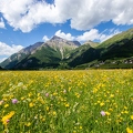 Extensive Wiese Tiefland Pustertal Südtirol 2