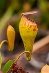 Nepenthes pervillei 16